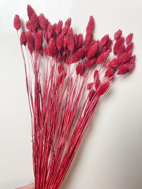 Picture of Dried Phalaris Flowers Red 80g
